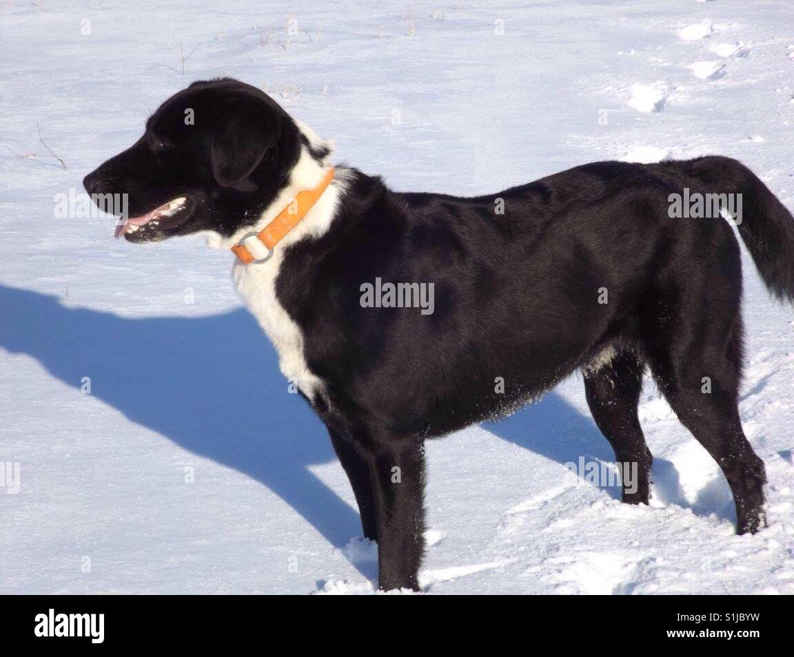 NC cane godendo di neve - Immagine stock catturata con smartphone