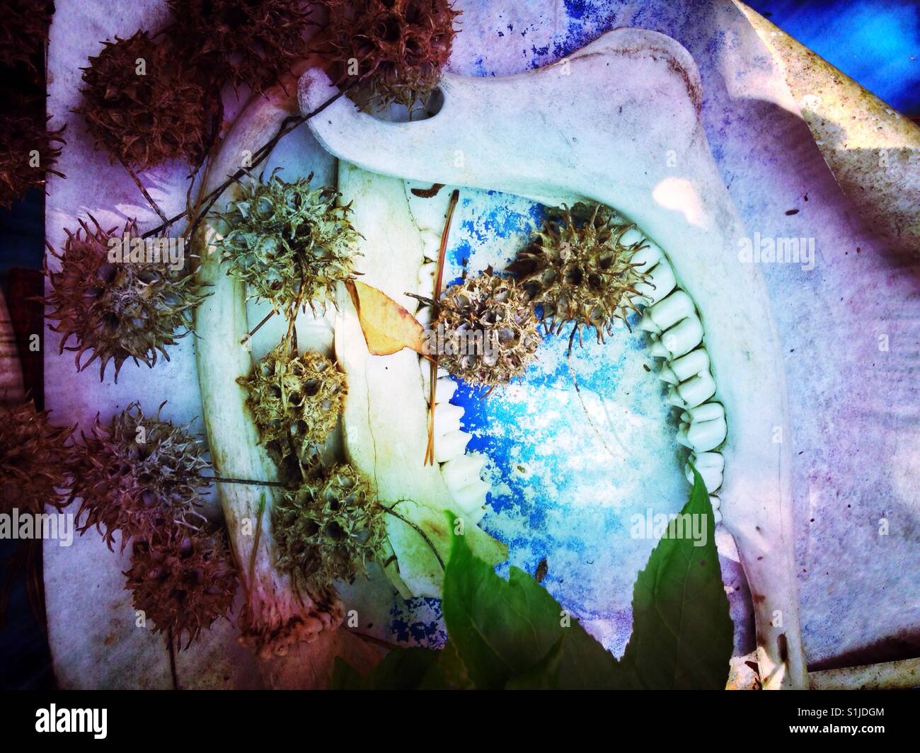 Natura risultanze in NC Foto Stock