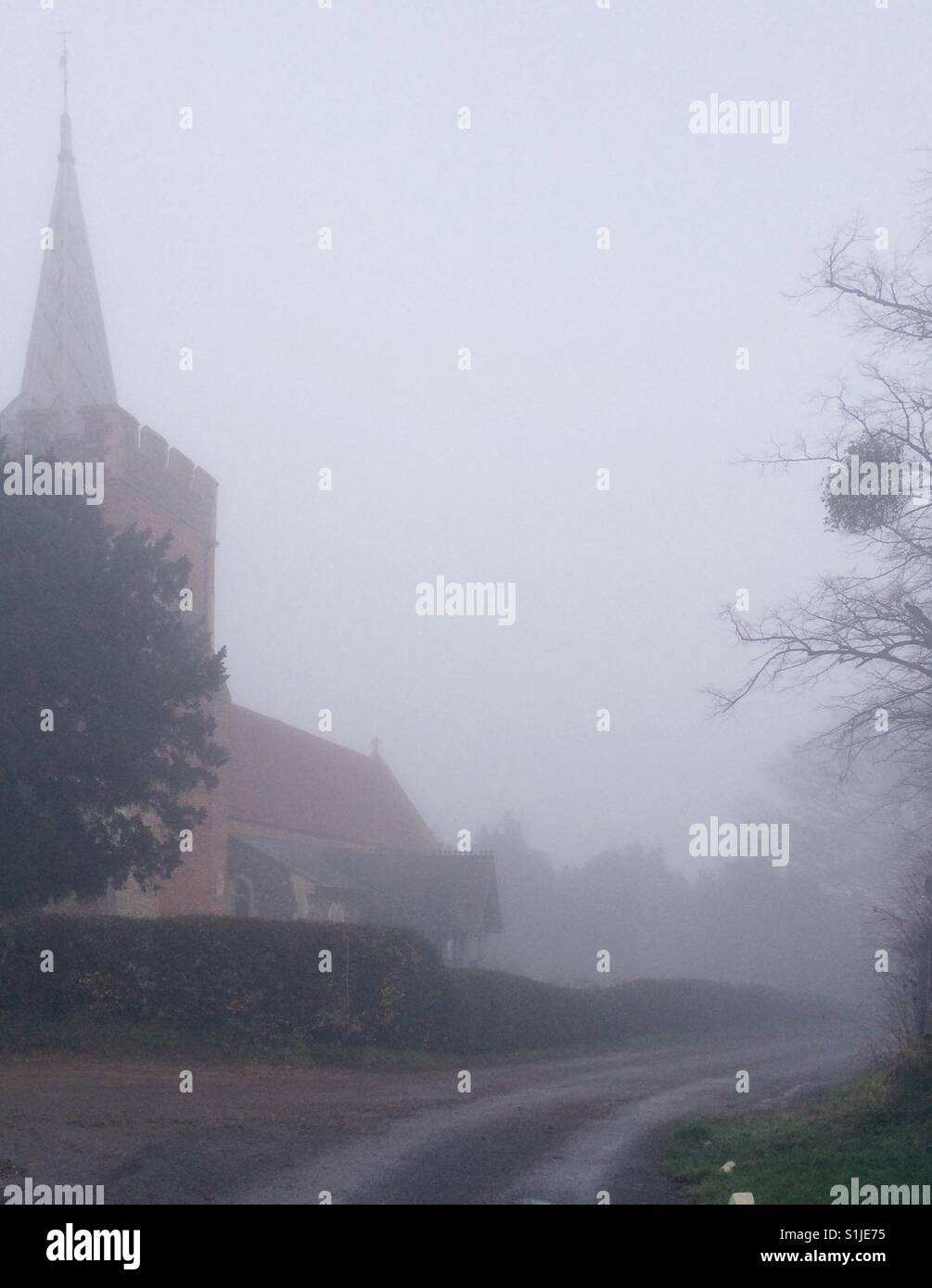 Un inverni nebbioso pomeriggio dalla chiesa di Santa Maria, Gilston, Hertfordshire. Vischio crescente nell'antico albero sulla destra Foto Stock