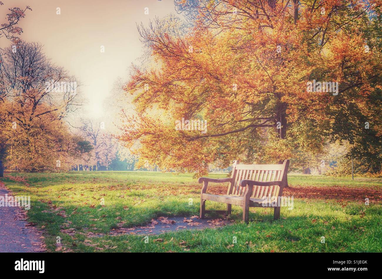 Panca in legno da un albero di acero in autunno, Hyde Park Foto Stock