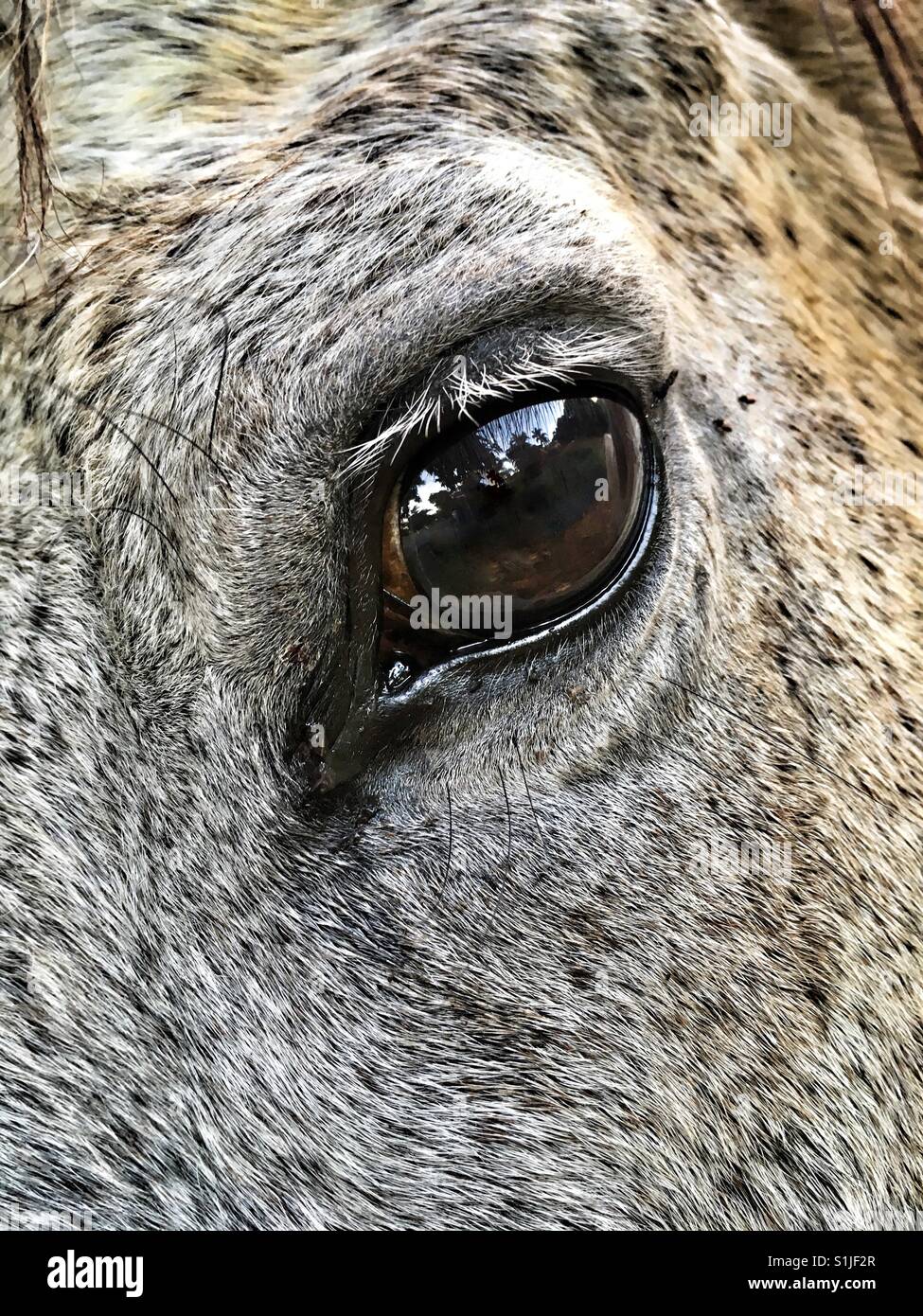 Occhio del cavallo. Foto Stock