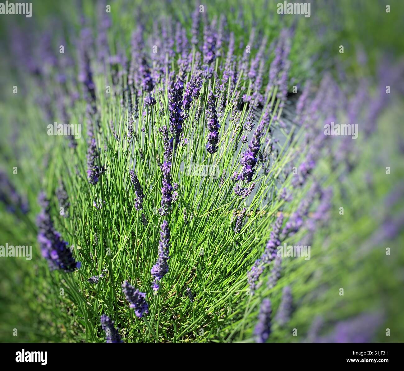 Boccola di lavanda in fiore Foto Stock