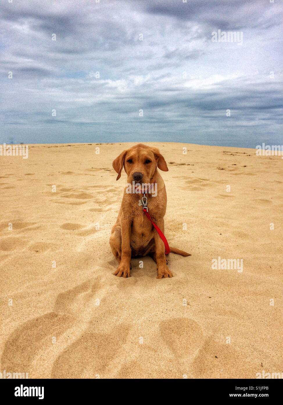 Un giallo labrador retriever cucciolo seduto da solo su una grande spiaggia deserta e guardando molto triste Foto Stock