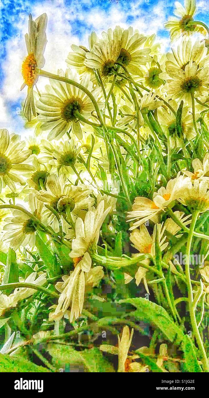 Margherite - Immagine stock catturata con smartphone