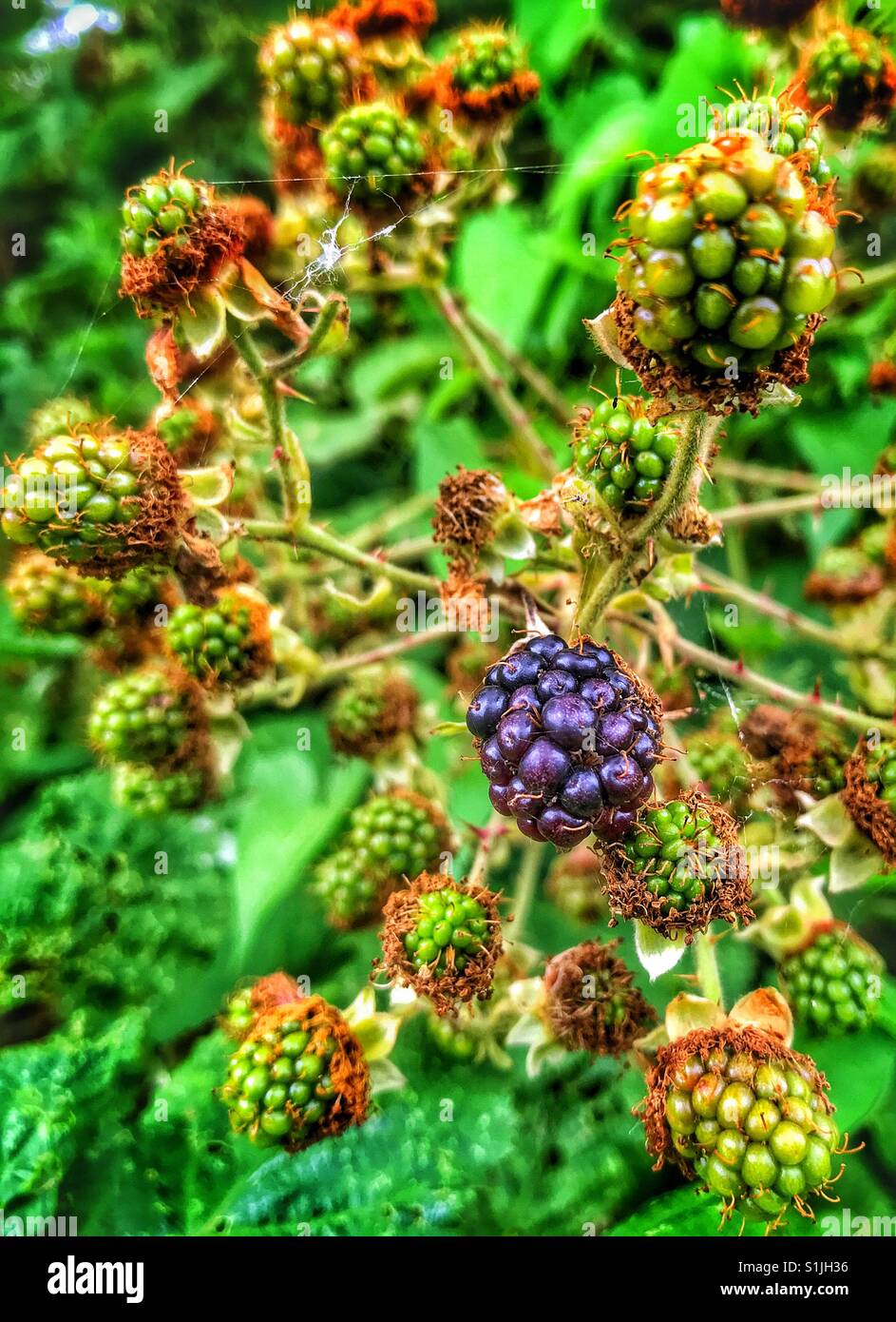 Singola nera blackberry tra una moltitudine di acini acerbi - Immagine stock catturata con smartphone