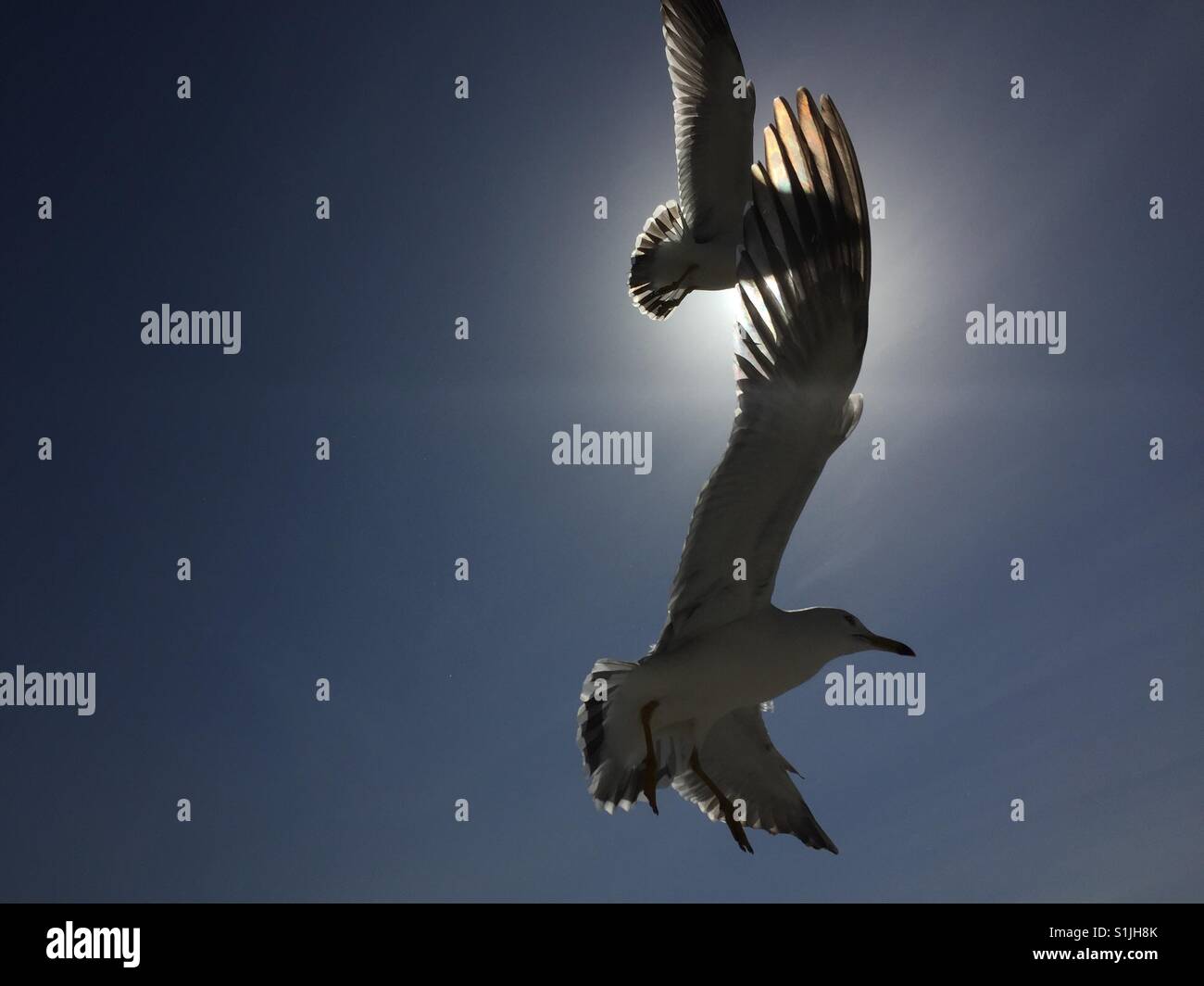Gabbiani volare nel cielo in Isola di Kanghwa Corea del Sud - Immagine stock catturata con smartphone Gabbiani volare nel cielo in Isola di Kanghwa Corea del Sud - Immagine stock catturata con smartphone