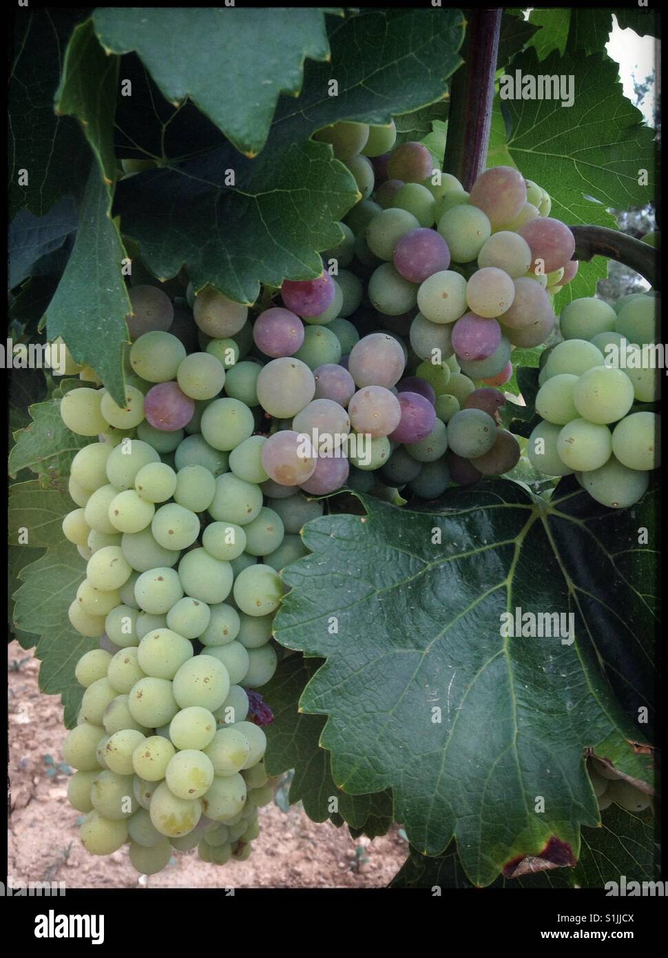 Uve Grenache a véraison (cambiando colore come maturazione), Catalogna, Spagna. - Immagine stock catturata con smartphone