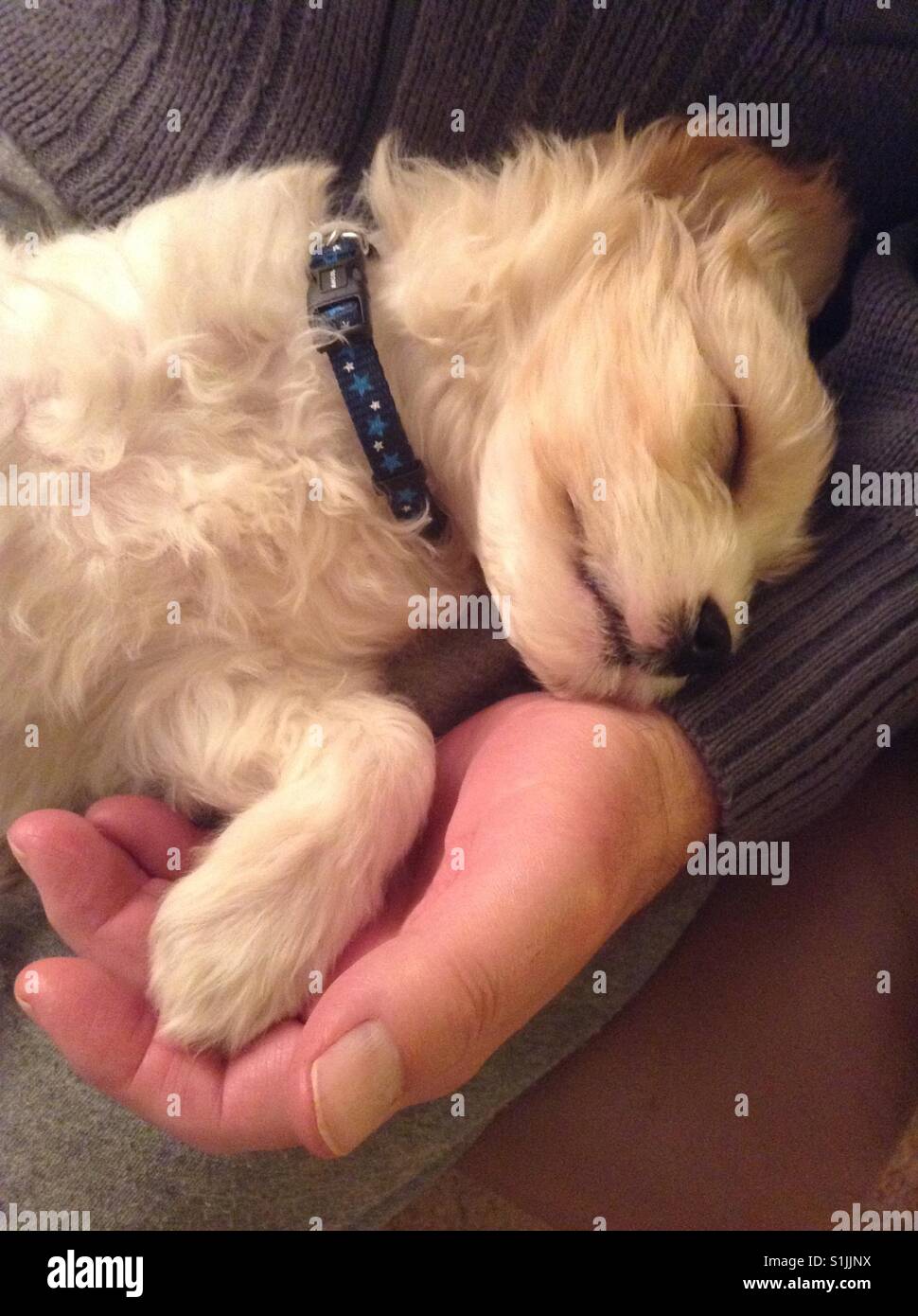 Sleeping cucciolo con zampa appoggiata in mano umana Foto Stock