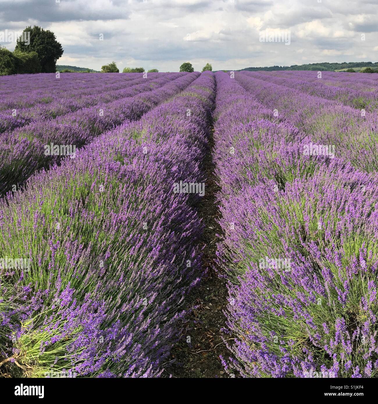 Lavanda di Kent Foto Stock