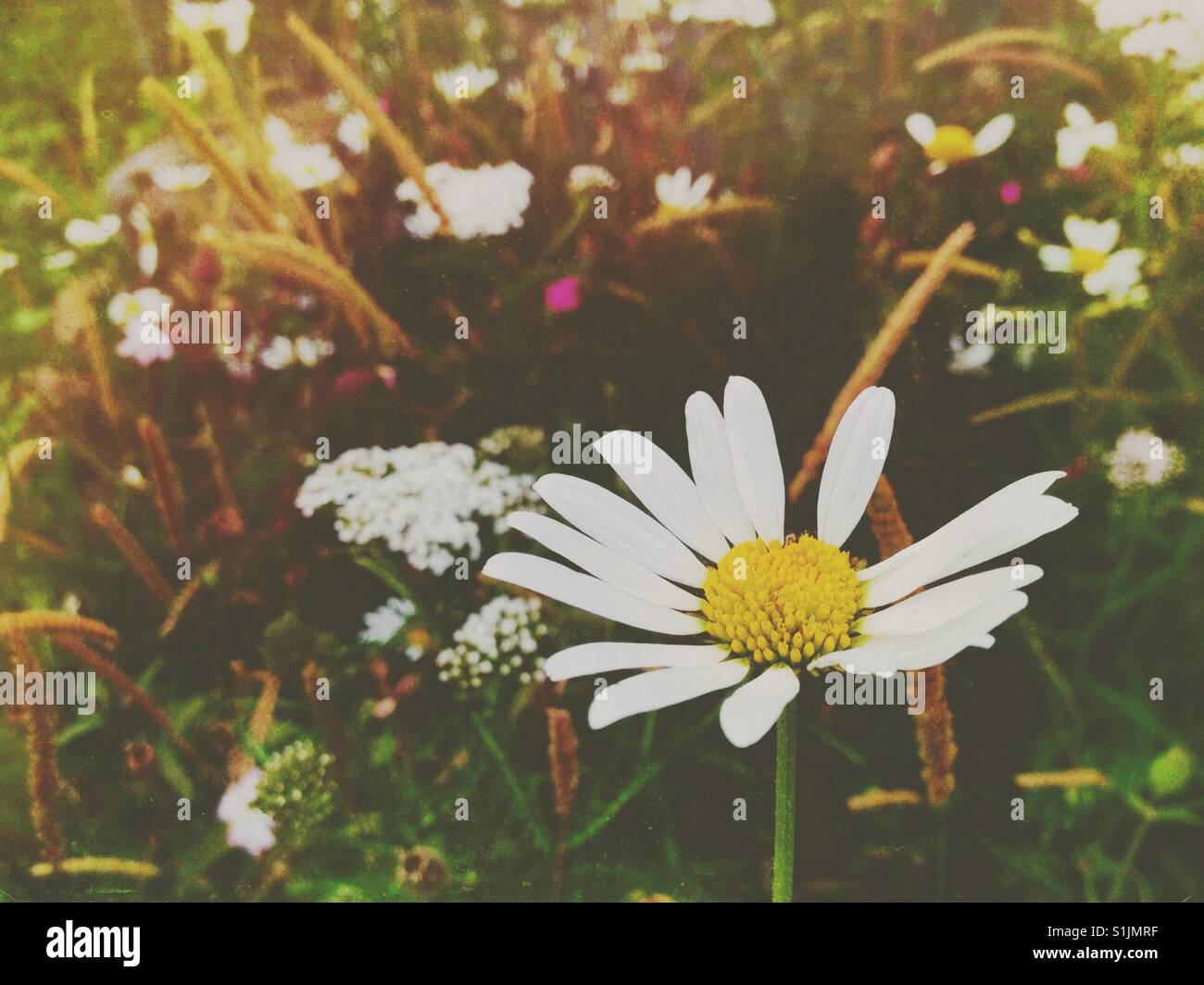 Wild fiori estivi Foto Stock