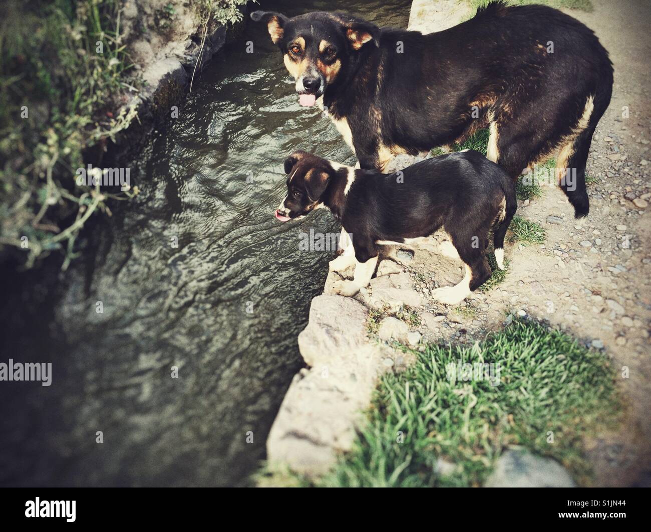 Mama cane cucciolo porta al borgo canale d'acqua in Perù - Immagine stock catturata con smartphone