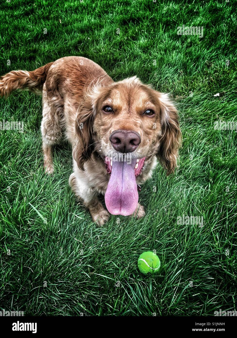 Cocker Spaniel con la sua lingua di attesa per la sua palla per essere gettati di nuovo Foto Stock