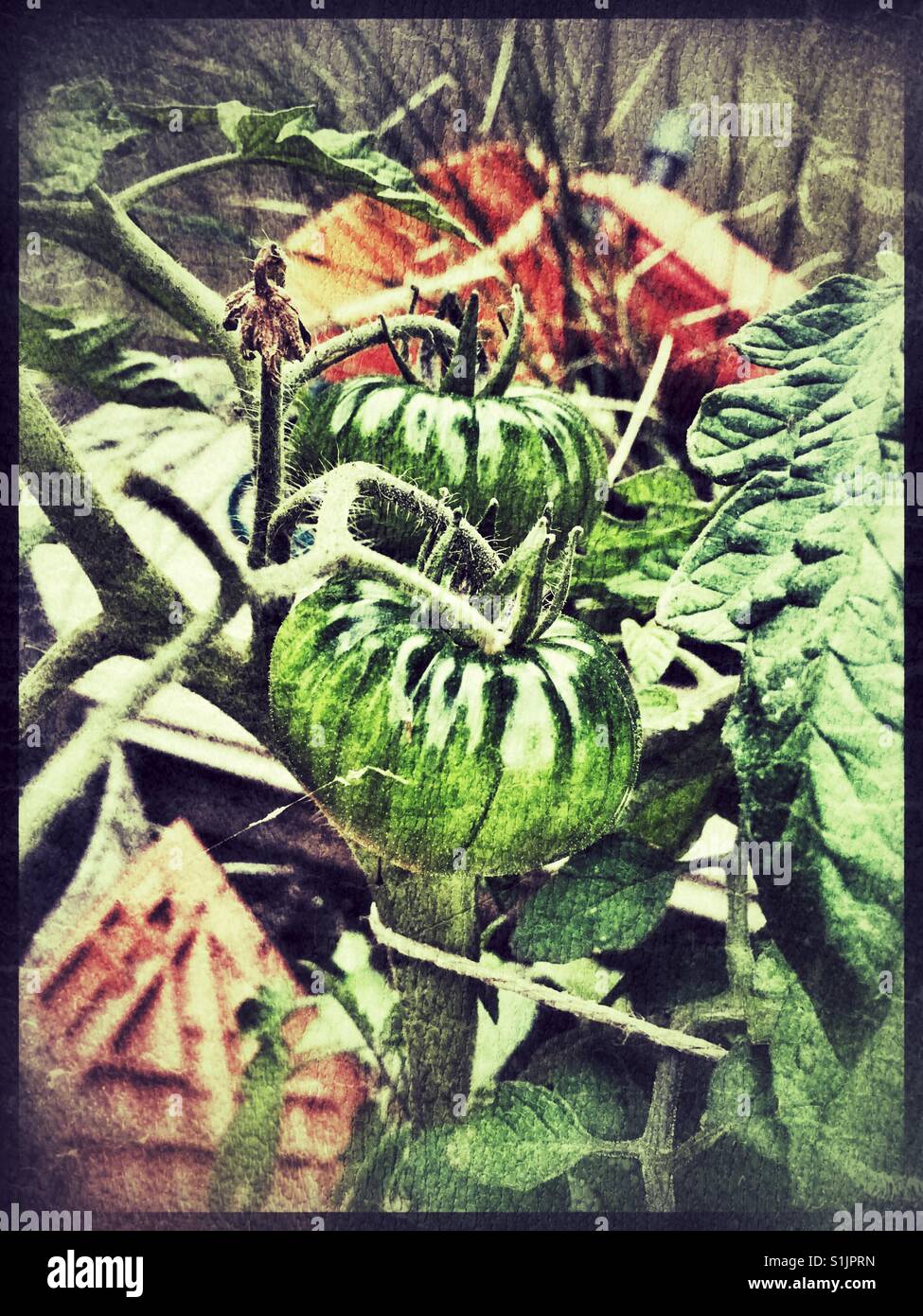 Pomodoro italiano che crescono in un giardino inglese. Foto Stock