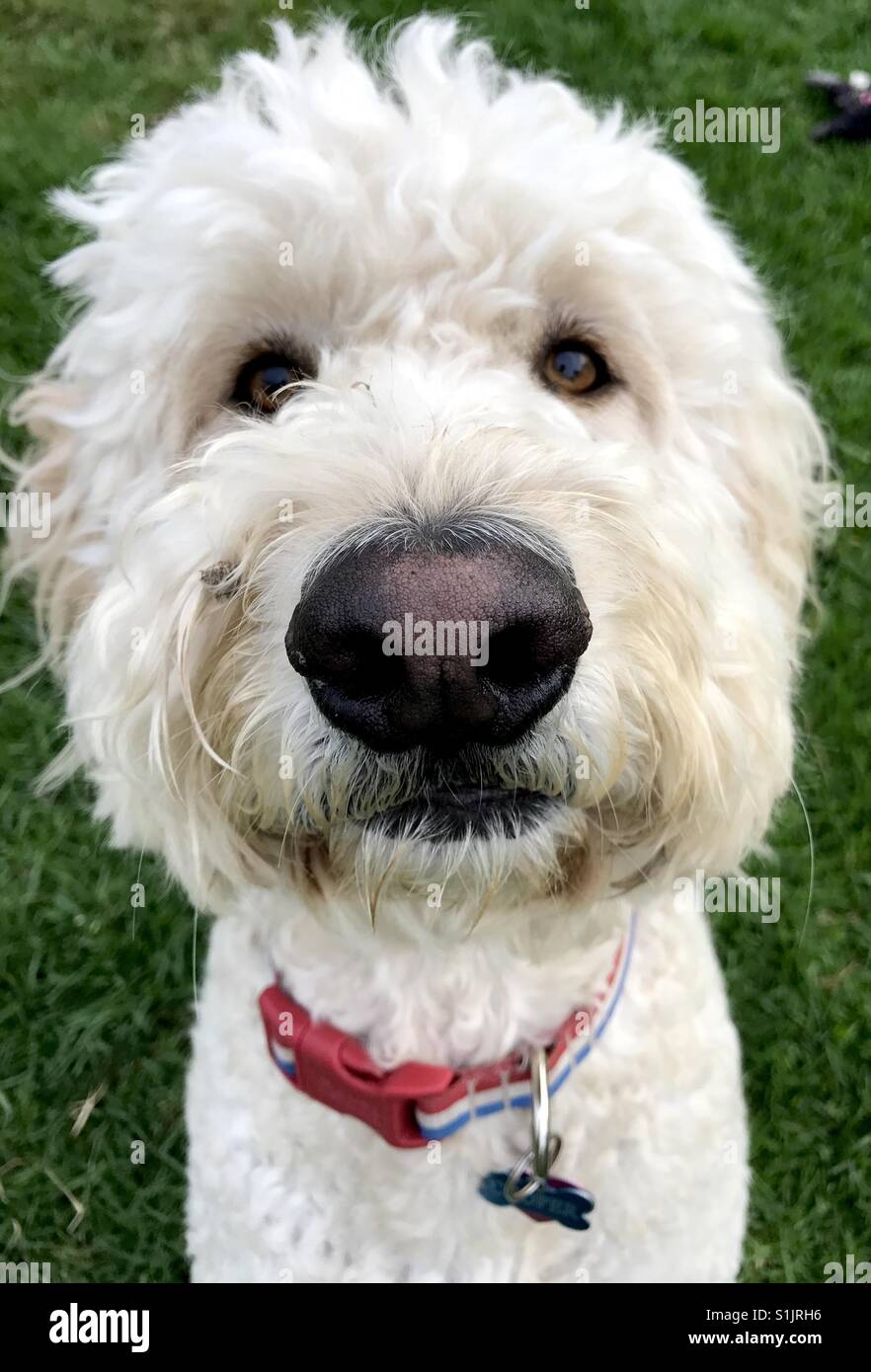 Un bianco cane labradoodle guardando la fotocamera. - Immagine stock catturata con smartphone