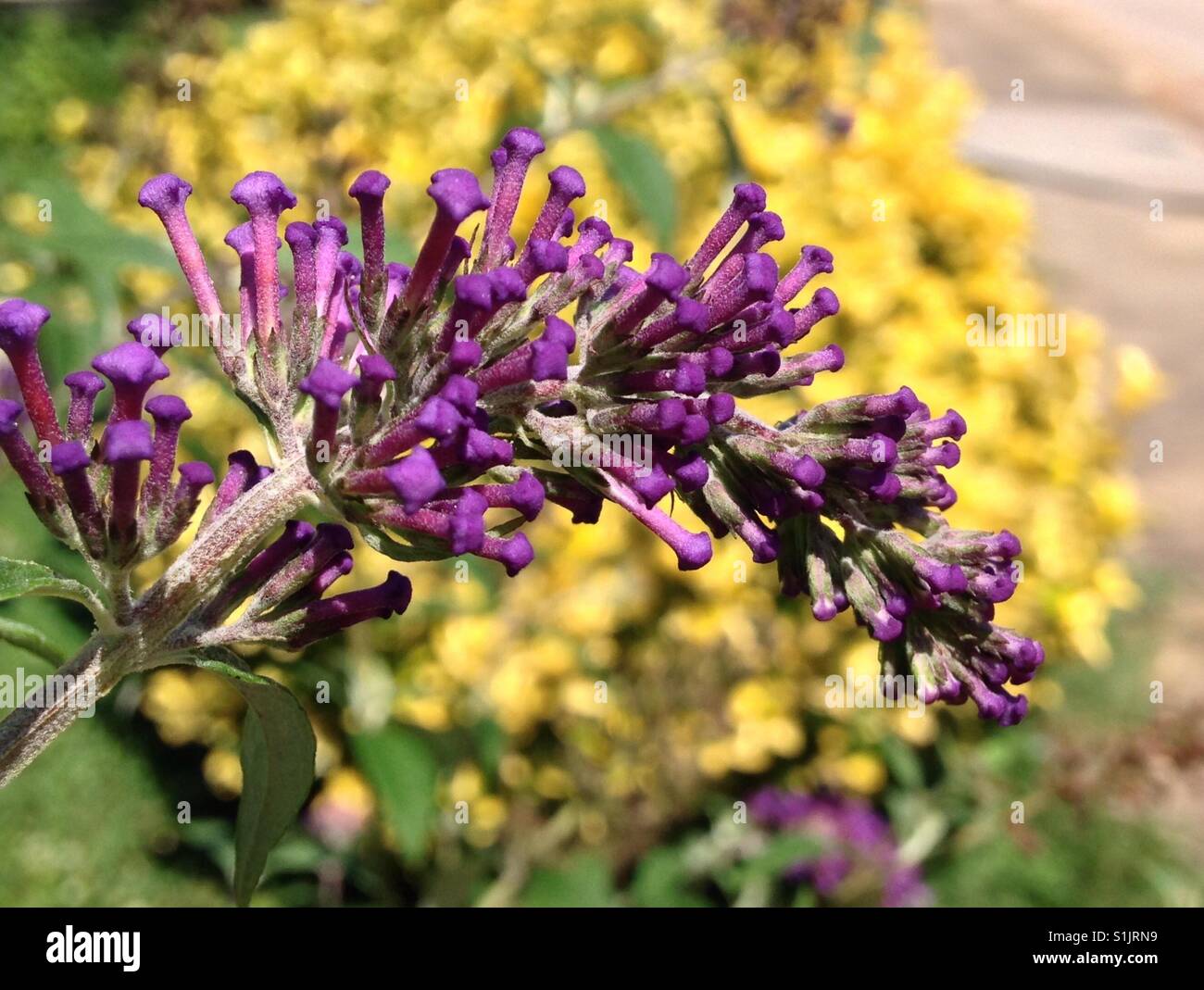 Fiore viola contro la boccola gialla Foto Stock