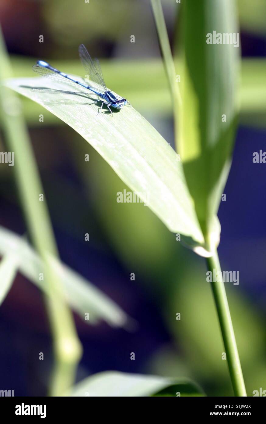 Damselfly blu sulla foglia verde Foto Stock