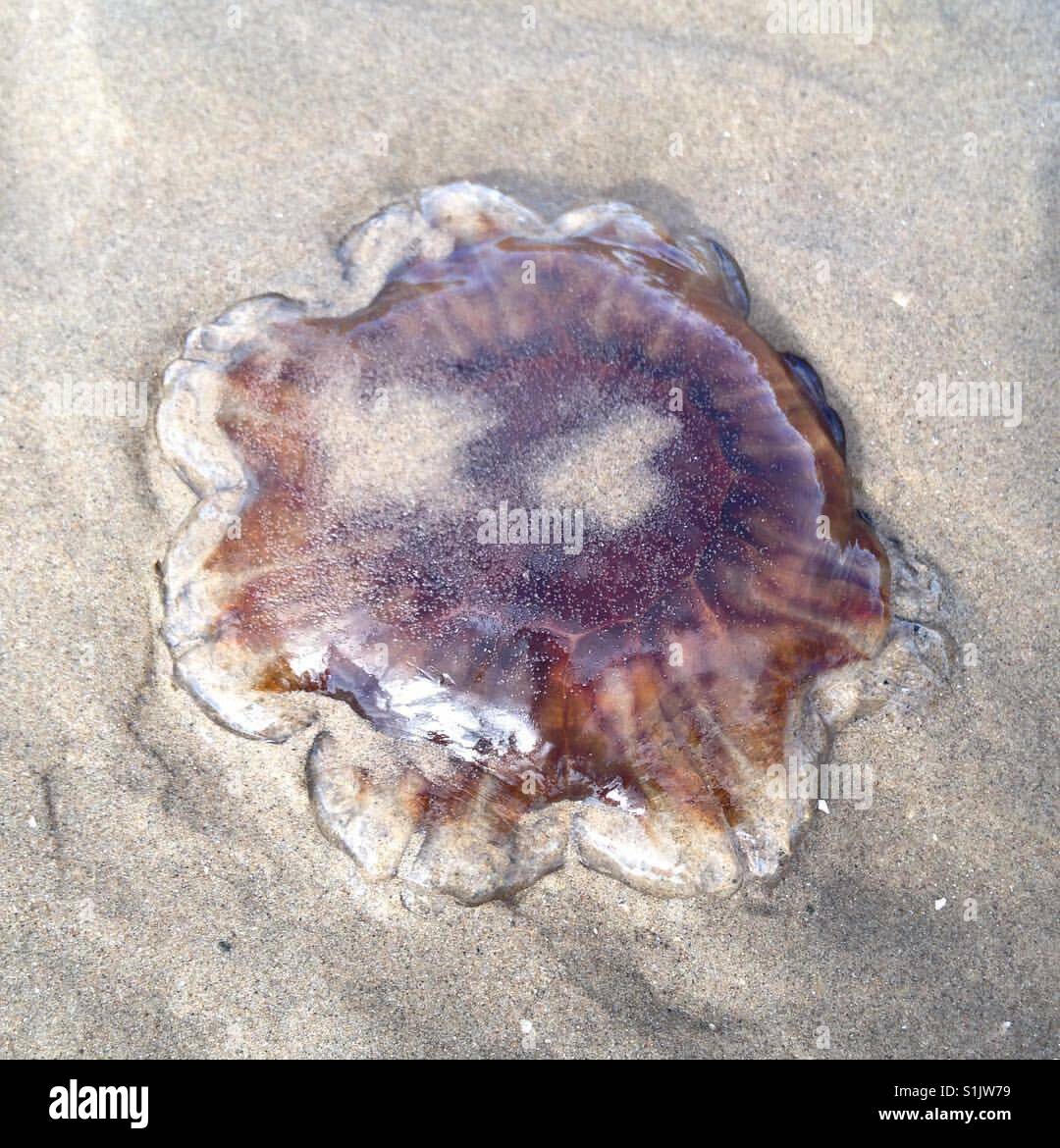 Spiaggiati Jelly Foto Stock