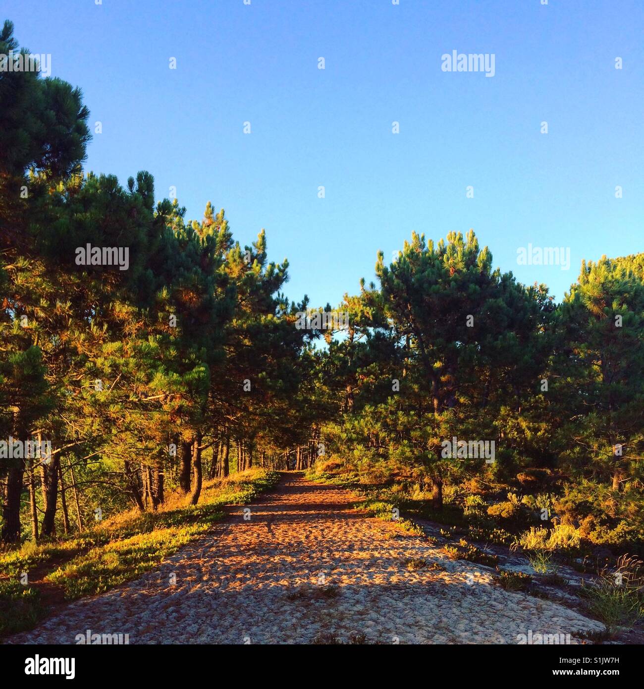 Percorso tra i pini - Immagine stock catturata con smartphone