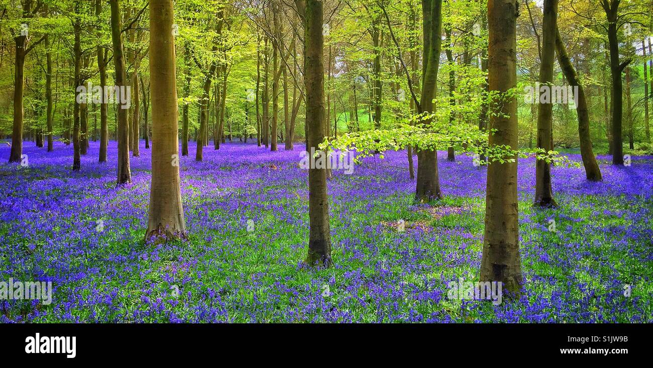 Una visualizzazione classica di un bosco inglese in scena a inizio primavera - The Bluebell fiori (Hyacinthodes non Scripta) sono in piena fioritura. Credito foto - © COLIN HOSKINS. - Immagine stock catturata con smartphone