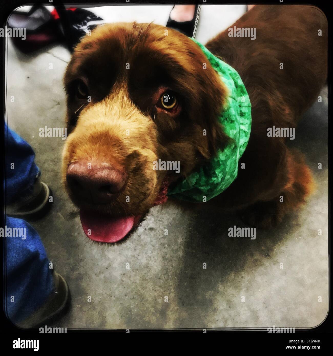 Sussex Spaniel a dog show indossa foulard verde sulle orecchie Foto Stock