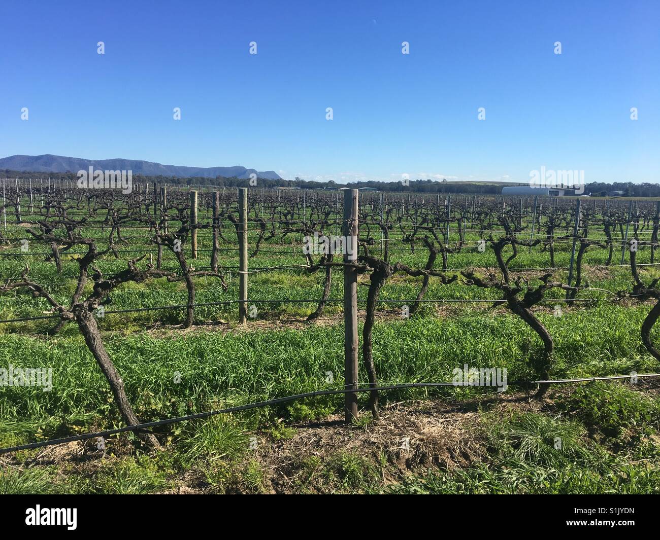 Vigneto pacifica - Immagine stock catturata con smartphone