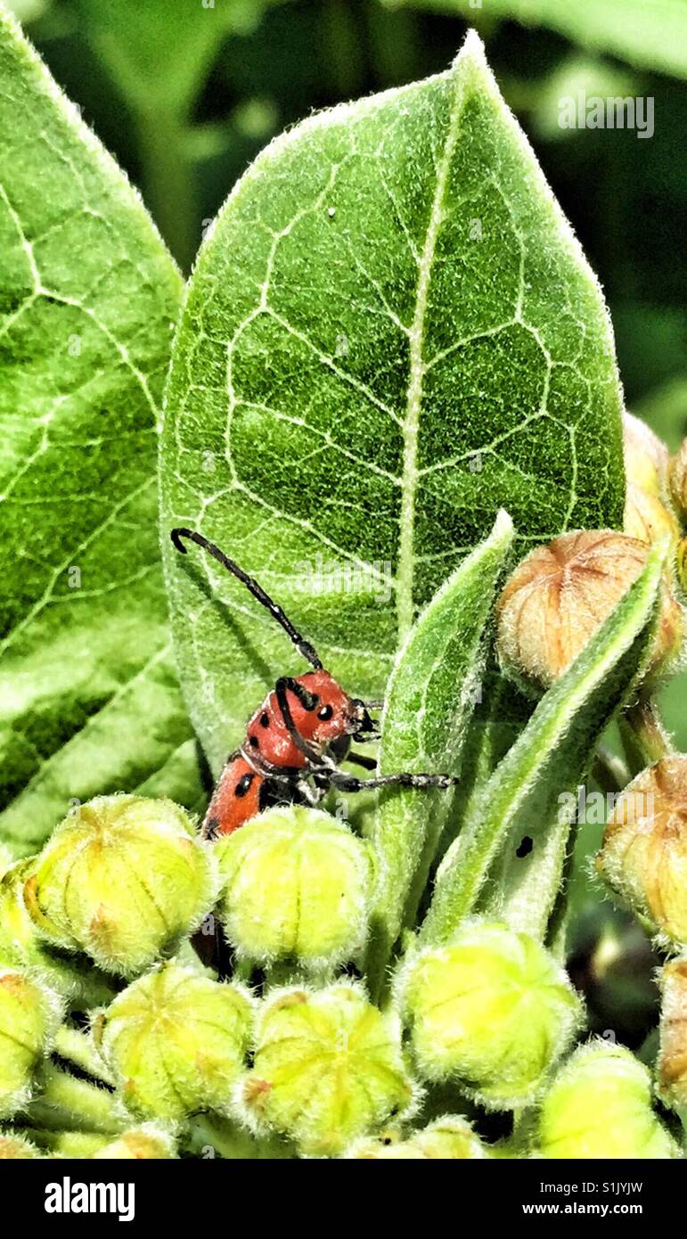 Piccolo rosso di roditura di insetto su una foglia. Foto Stock