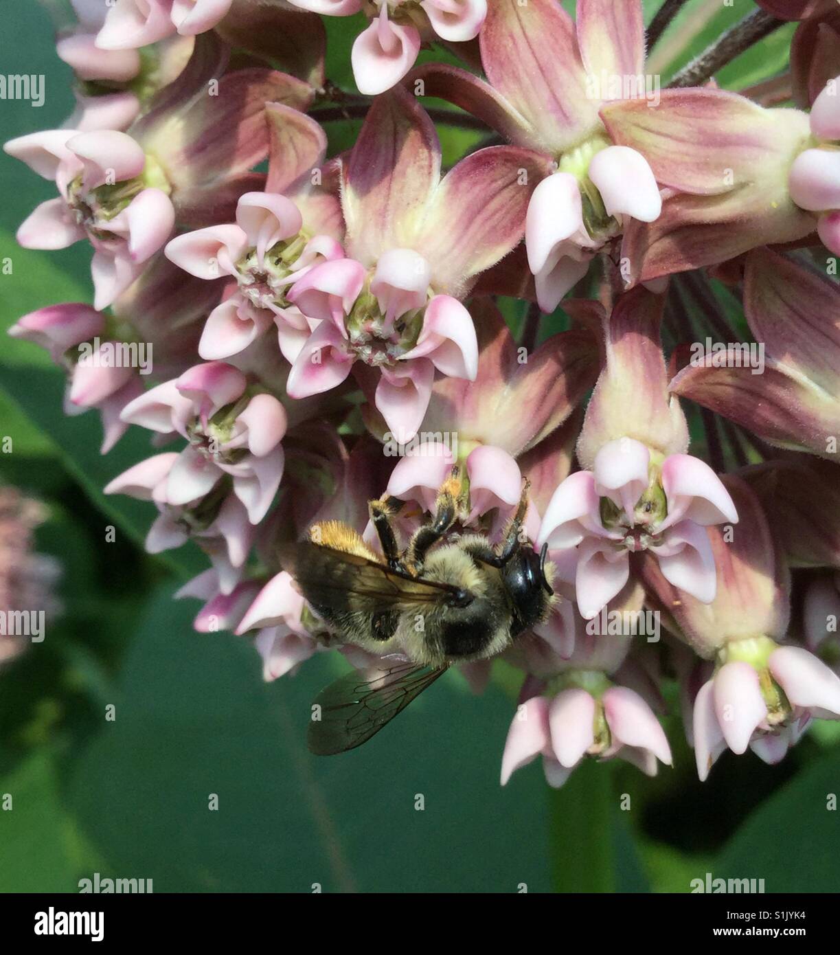 Capovolto bee. Foto Stock
