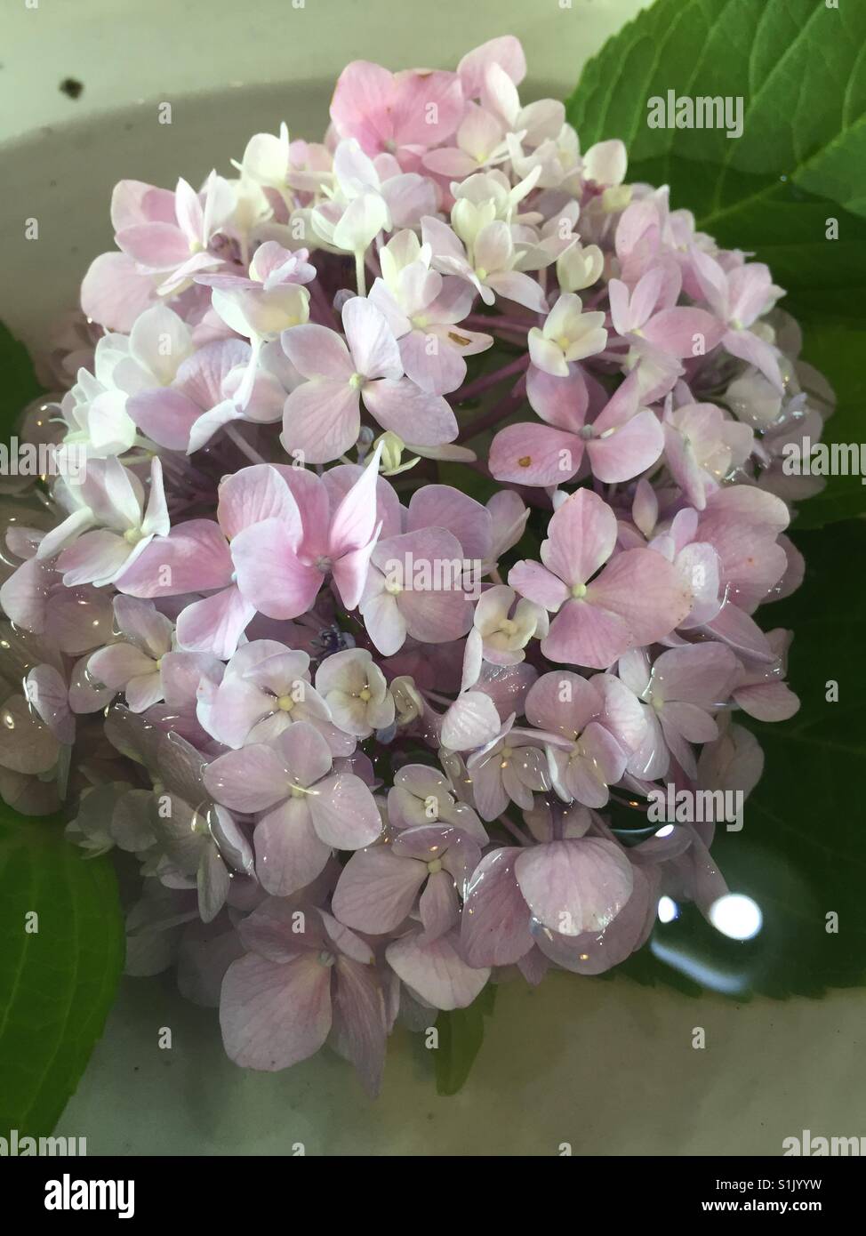 Hydrangea macrophylla (Thunb.) Ser. Blooming - Immagine stock catturata con smartphone