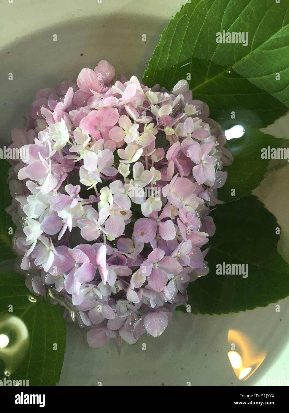 Hydrangea macrophylla (Thunb.) Ser. Blooming - Immagine stock catturata con smartphone