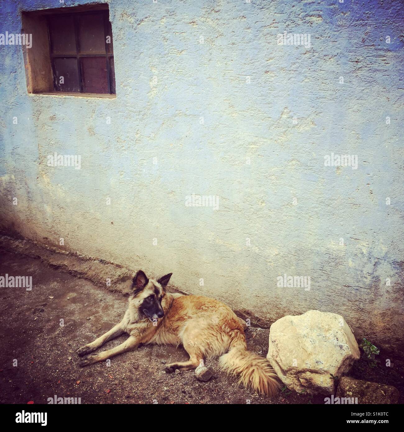 Cane giacenti in strada fuori casa in Guatemala, America Centrale - Immagine stock catturata con smartphone