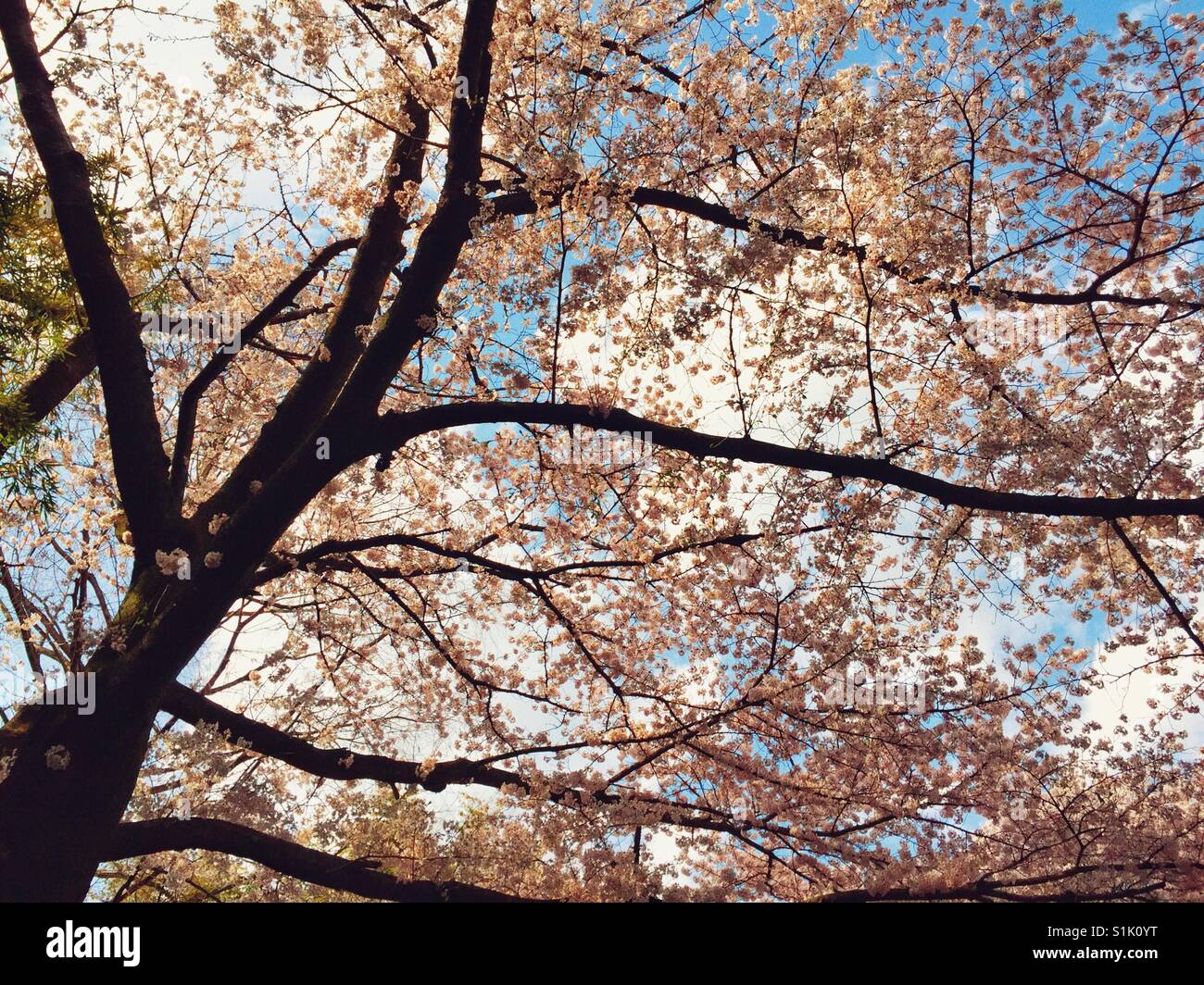Blooming sakura tree in Kyoto Foto Stock