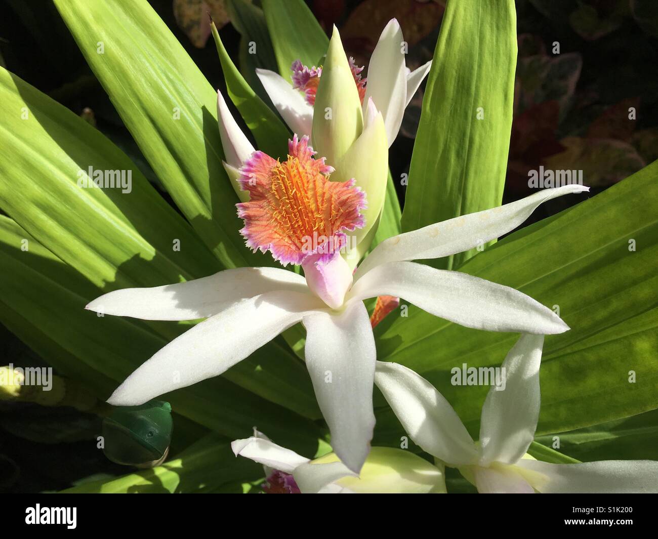 Bella orchid - Immagine stock catturata con smartphone
