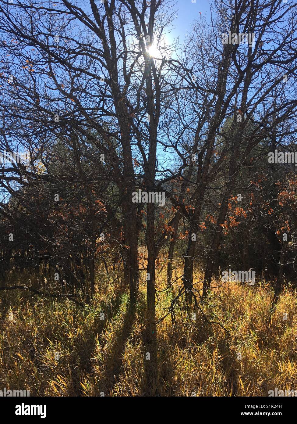 In autunno gli alberi, montagne di Jemez, Nuovo Messico, US Foto Stock