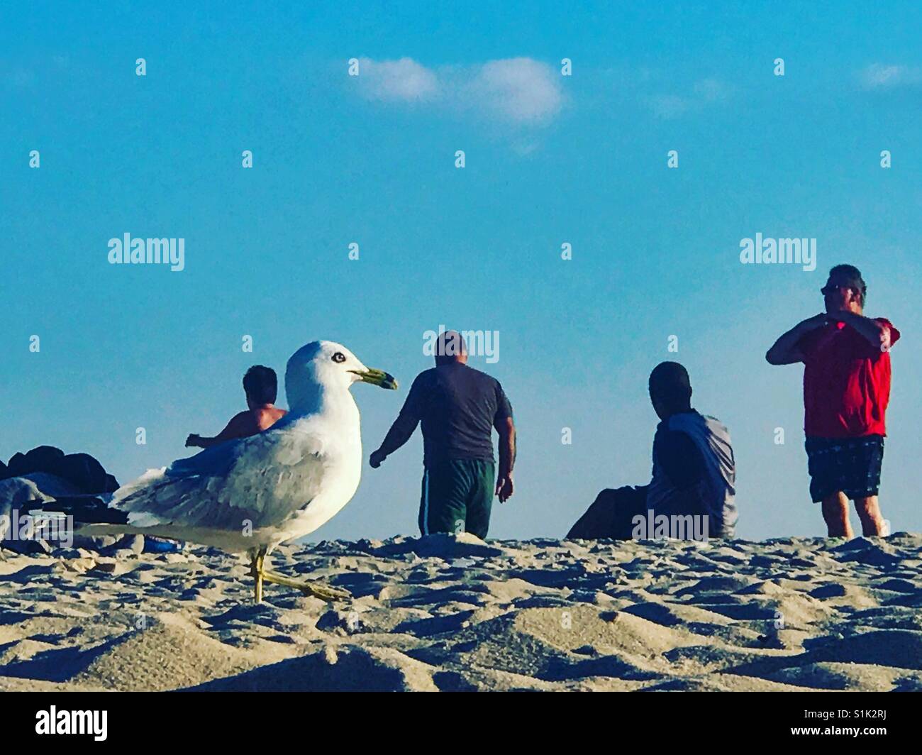 Seagull in piedi nella sabbia di Jones Beach, Long Island, New York. Foto Stock