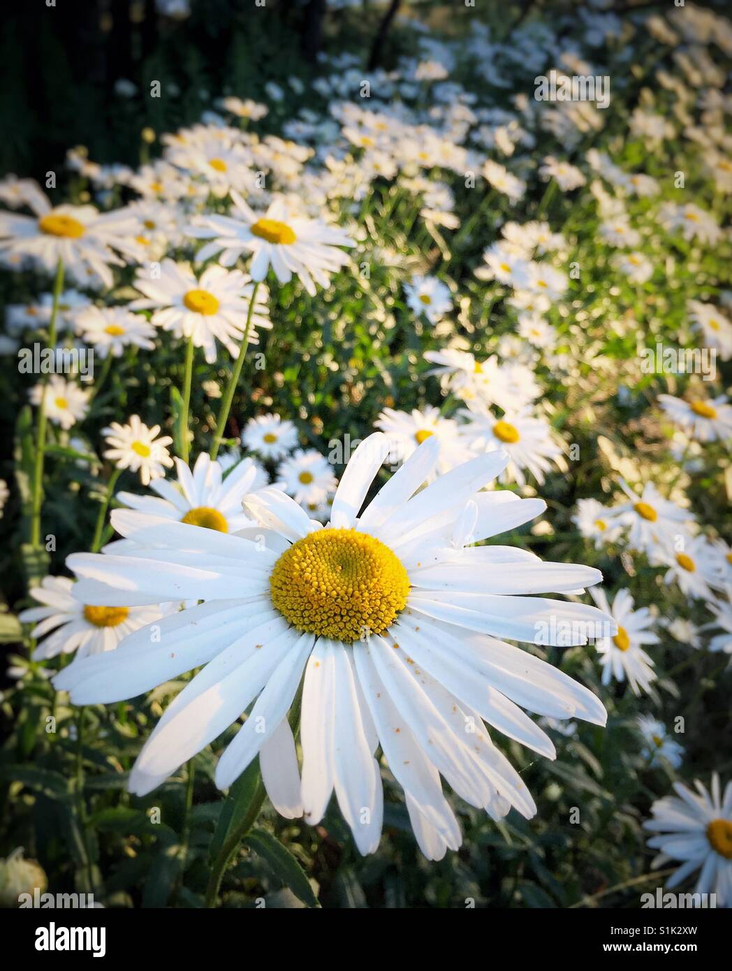 Wild daisy fiore in testa calda luce della sera. - Immagine stock catturata con smartphone
