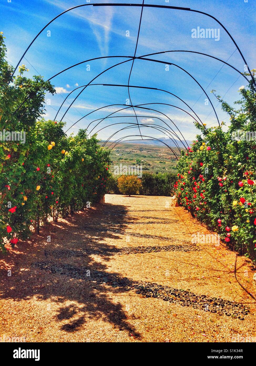 Incredibile arco di rose in un giardino mediterraneo Foto Stock