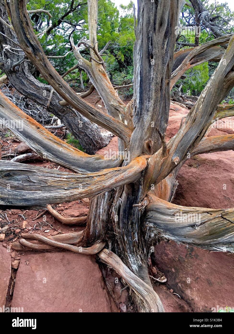 Il ginepro di albero in Jemez montagne, Nuovo Messico, US Foto Stock