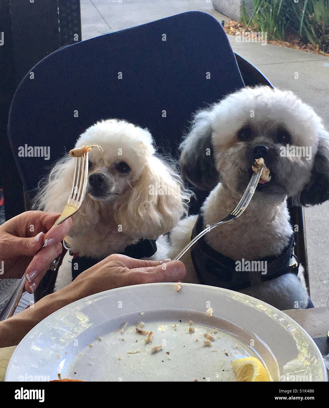 Alimentazione cani Foto Stock