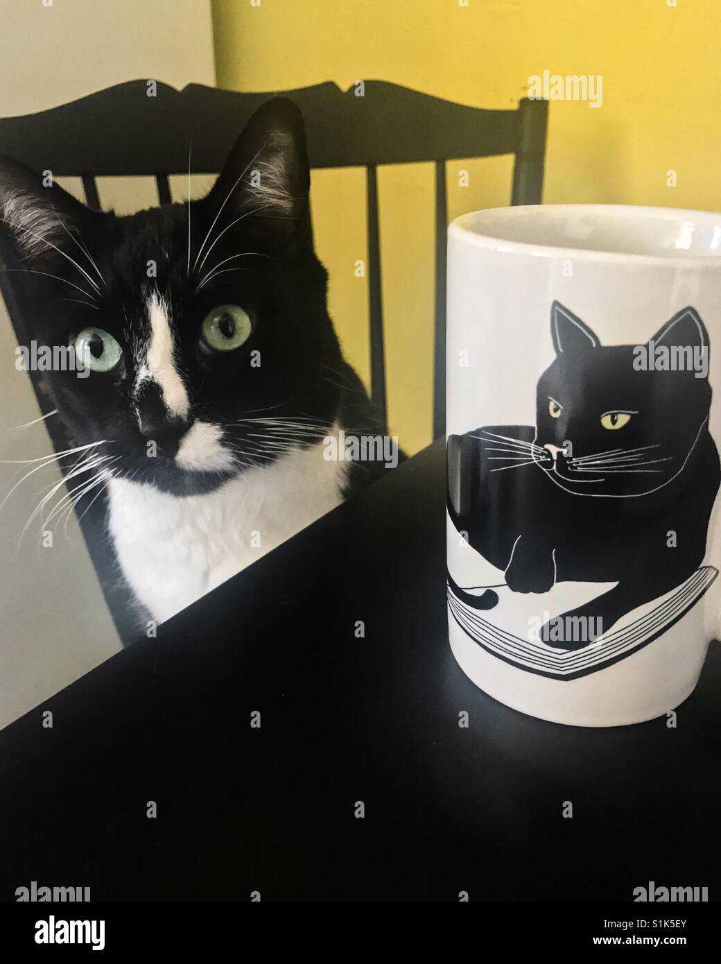 Gatto e Cup che si assomigliano. Foto Stock