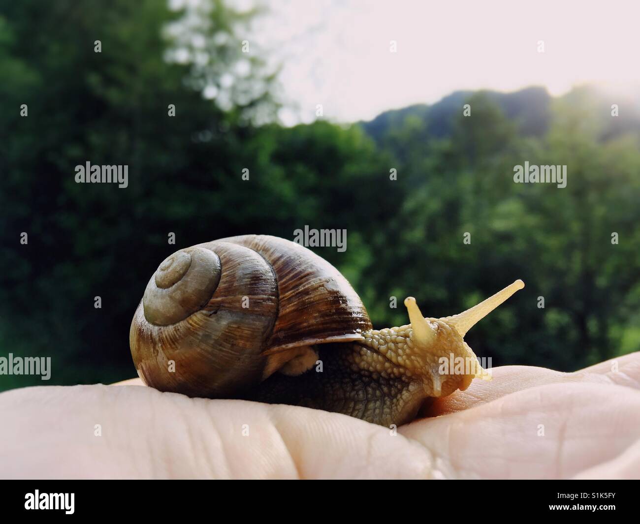 Va a passo di lumaca sul palmo di una mano - Immagine stock catturata con smartphone