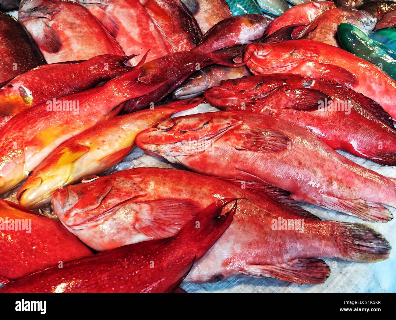 Pesci dai colori vivaci su ghiaccio nel mercato nelle Filippine Foto Stock