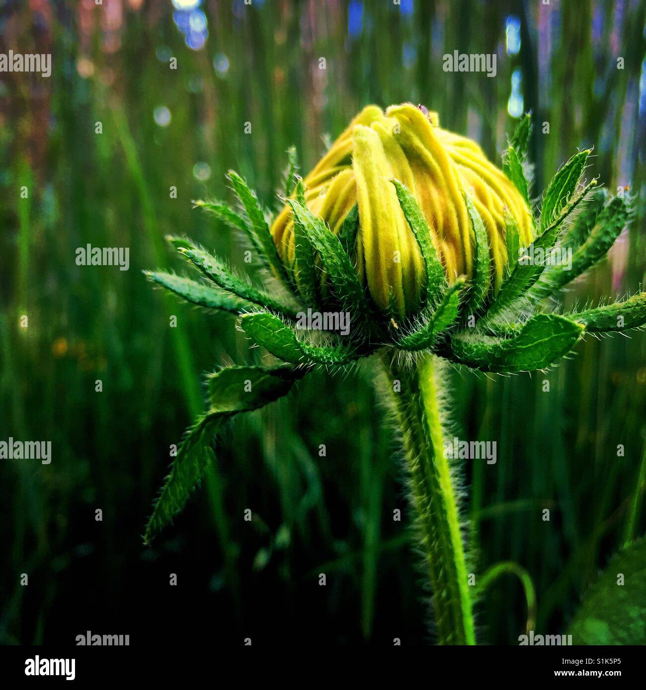 Un'immagine ravvicinata di un giallo daisy bud contro uno sfondo di erba Foto Stock