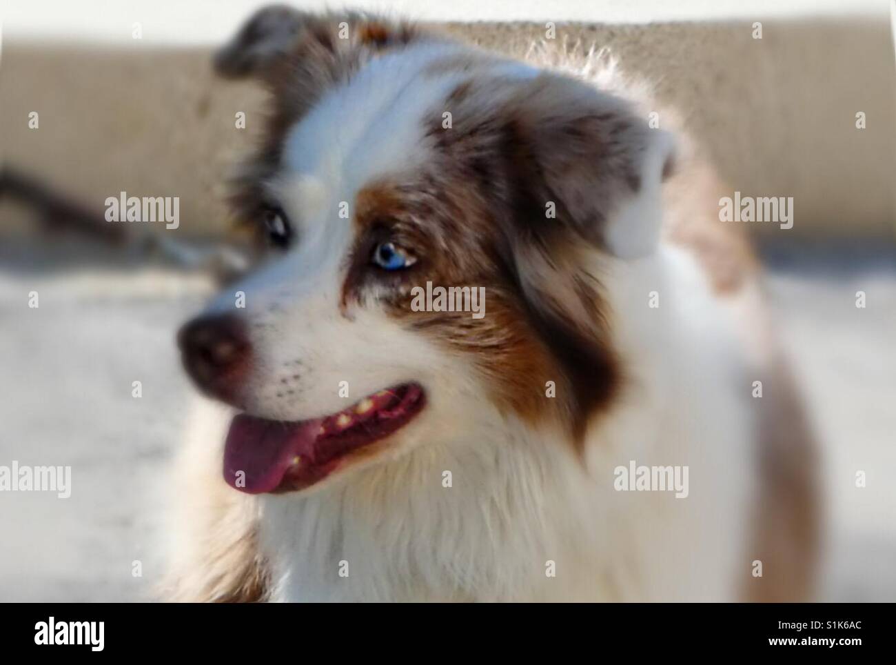Bello cane con gli occhi blu! - Immagine stock catturata con smartphone