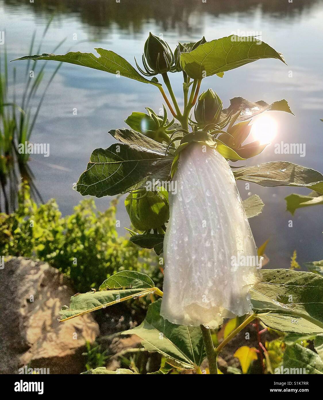 La natura della fata abito da sposa con il lago sullo sfondo. Retroilluminati da sun. Cloud e il blu del cielo riflesso nell'acqua. White ripiegata di fiori di ibisco dopo una doccia a pioggia. Foto Stock