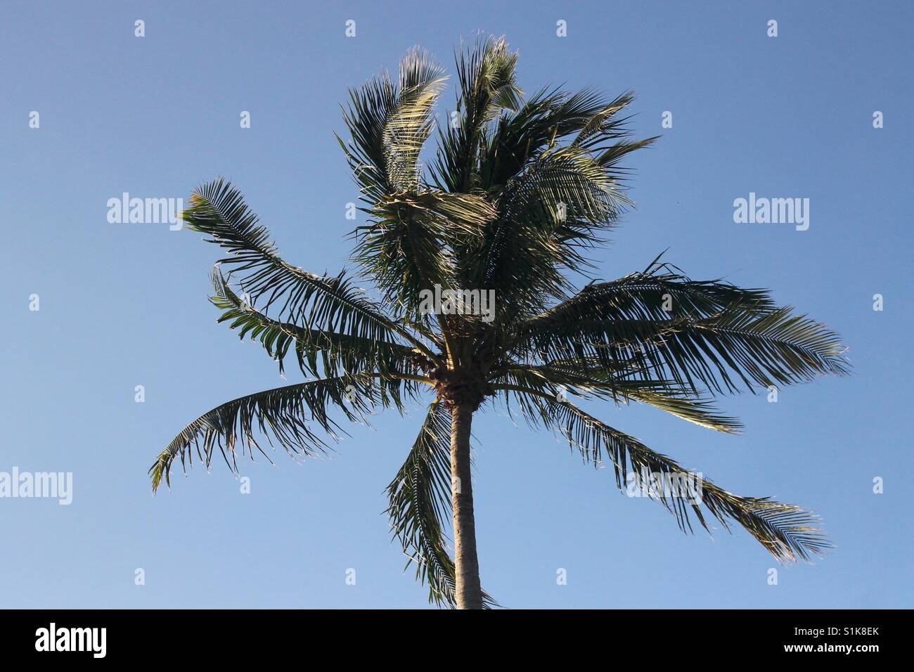 Alberi di palma nel vento Foto Stock