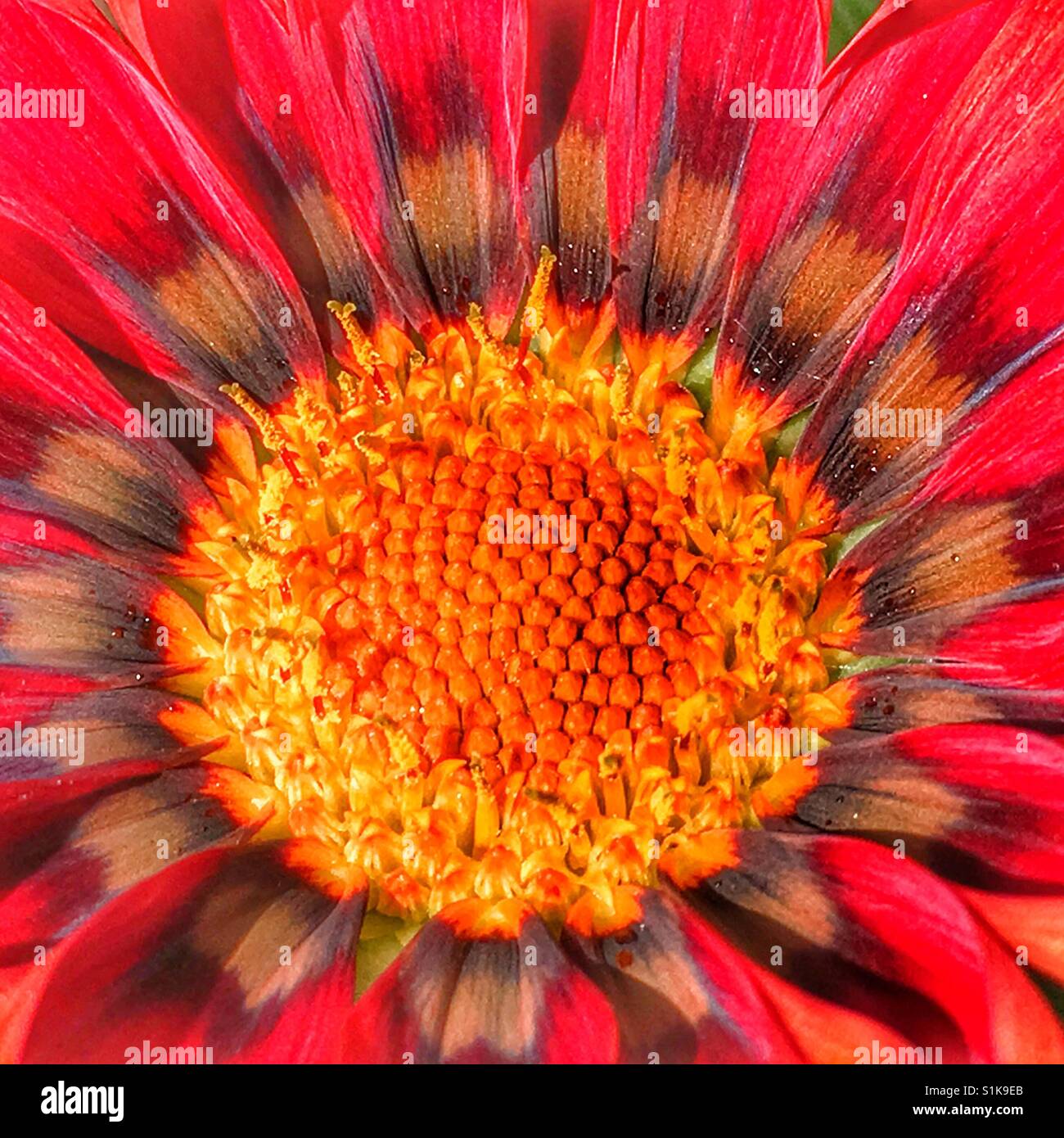 Fiore Gazania, macro - Immagine stock catturata con smartphone