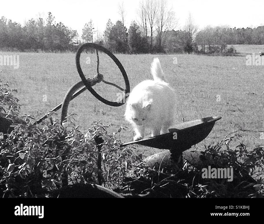 Gatto Bianco sul vecchio trattore- Carolina del Nord - Immagine stock catturata con smartphone