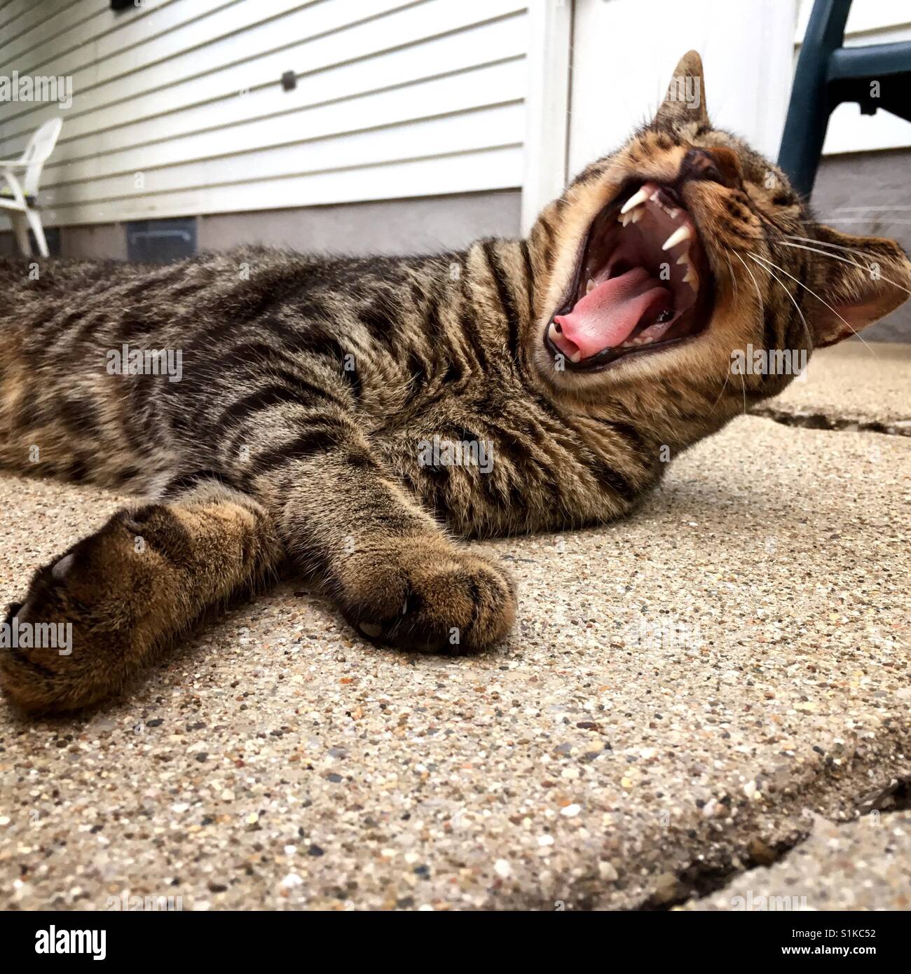 Un gatto sbadigli mentre giaceva su un patio di calcestruzzo (1) Foto Stock