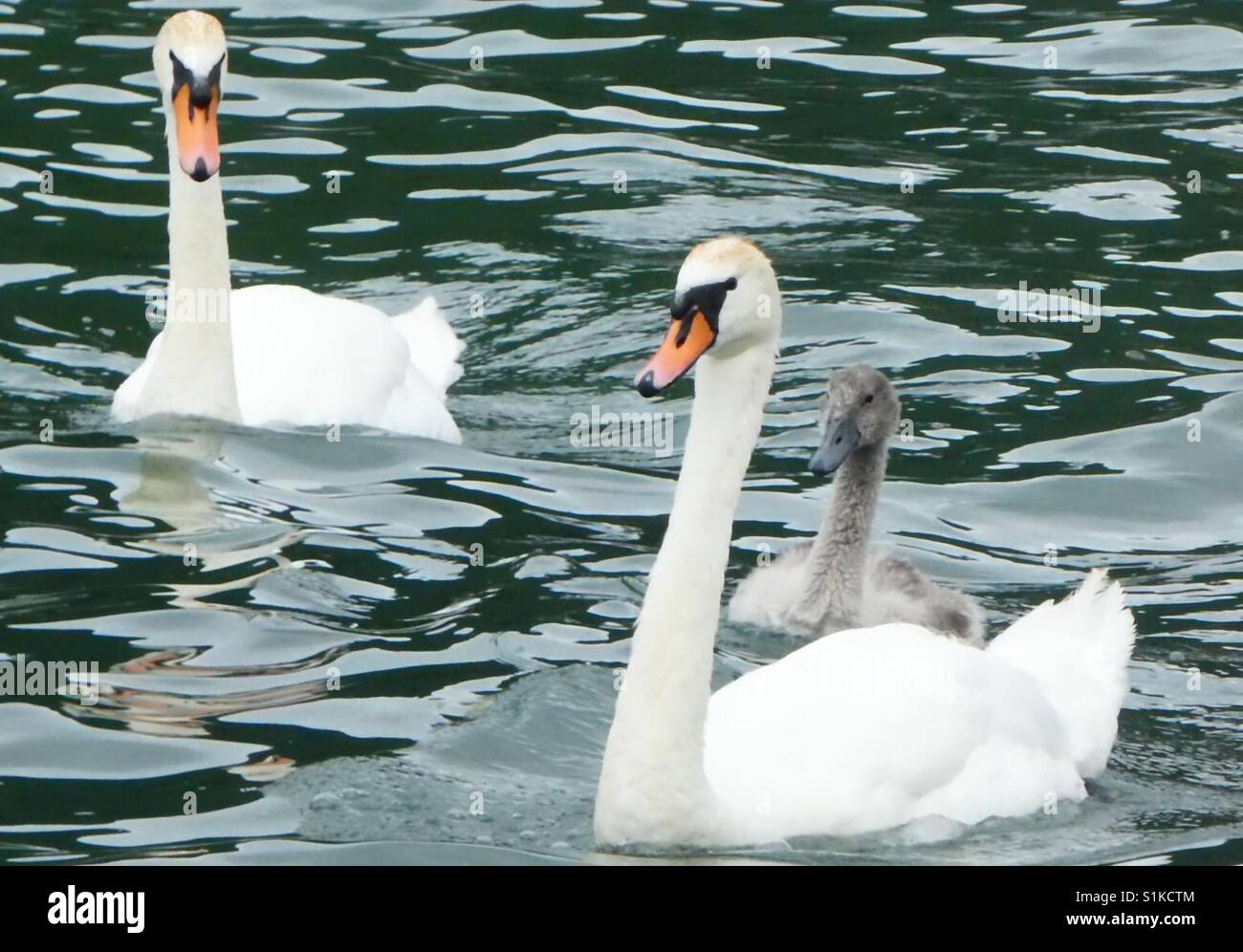 Swan famiglia!!! - Immagine stock catturata con smartphone