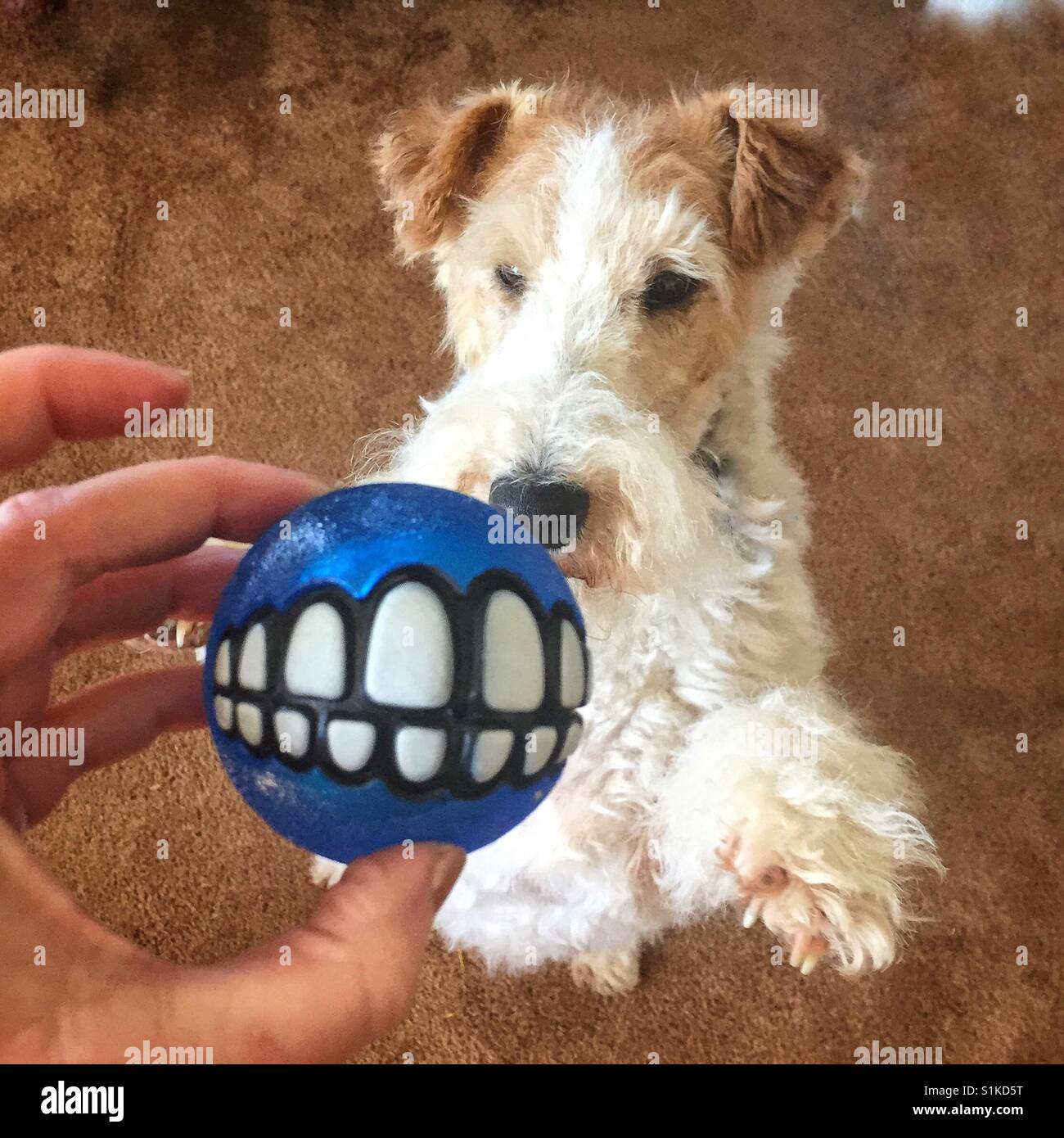 Filo fox terrier desideroso di ottenere la sua palla piena di sorprese. Foto Stock